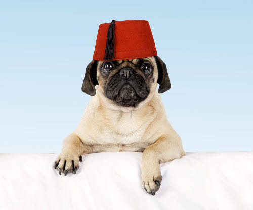 fez hat for dogs