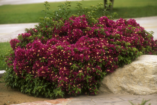 Bougainvillea Oo-la-la