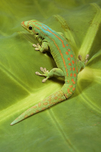 Mauritius Lowland Day Gecko AKA Orange Spotted Day Gecko Phelsuma