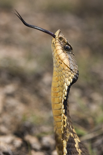 Species Profile: Eastern Hognose Snake (Heterodon platirhinos