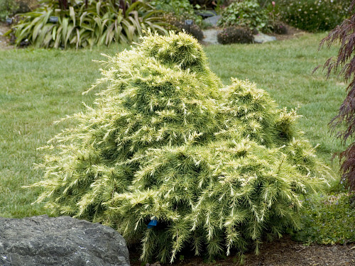 Cedrus deodara 'Silver Mist', Landscape Plants